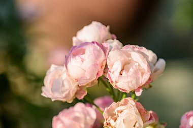 Pink rose in the garden, Thailand.