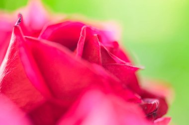Red rose petals with natural background, Thailand.