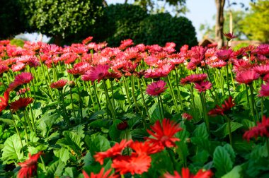 Pink Gerbera in the garden, Chiang Mai Province.