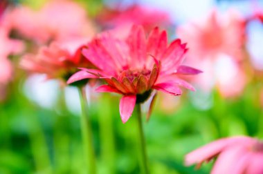 Red gerbera flower in the garden, Chiang Mai Province.