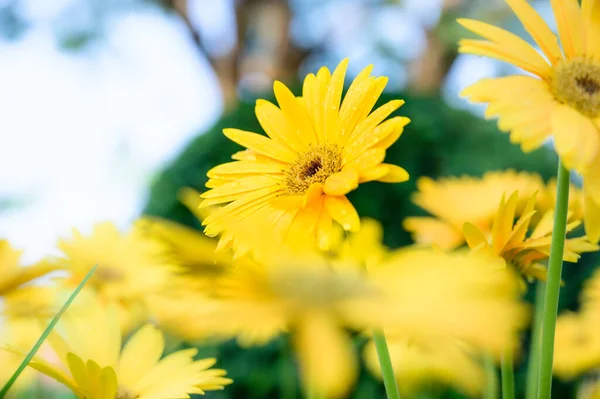 Yellow gerbera flowers in the garden, Chiang Mai Province.