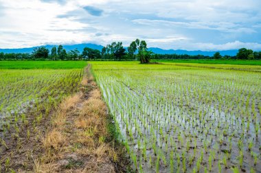 Rice field in Phayao province, Thailand.
