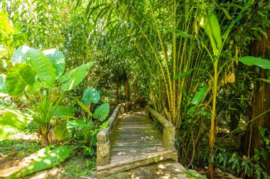 Arboretum Trail in Queen Sirikit Botanic Garden, Chiang Mai Province.