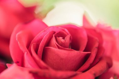 Red rose petals with natural background, Thailand.