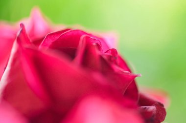 Red rose petals with natural background, Thailand.