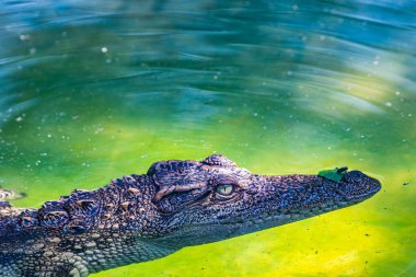 Siamese crocodile in the water, Thailand.