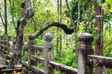 Old tree with concrete fence, Thailand.