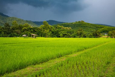 Rice field with rain cloud in Phayao province, Thailand.