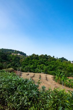 Pha Hi village on the mountain, Chiang Rai province.