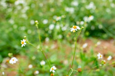 Grass flower in the nature, Thailand.