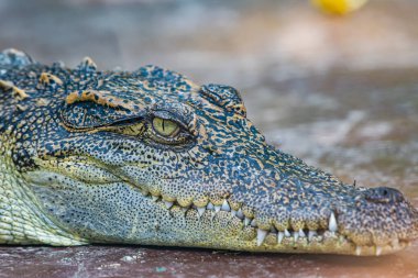 Face of Siamese crocodile, Thailand.