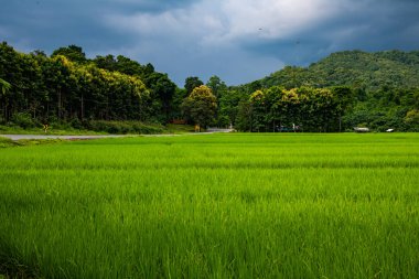 Rice field with rain cloud in Phayao province, Thailand.