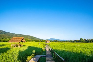 Rice field in Huay Tueng Tao project, Thailand.
