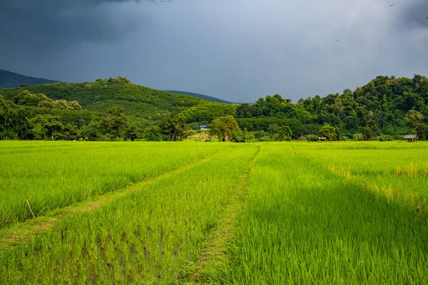 Rice field with rain cloud in Phayao province, Thailand.
