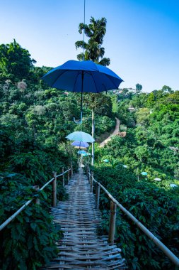 Bamboo bridge with mountain view in Pha Hi village, Chiang Rai province.