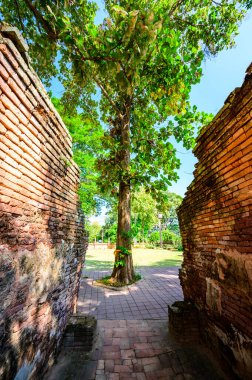 Archaeological site with teak tree in Chedi Luang temple, Chiang Rai province.