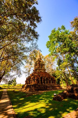 Teak tree with old pagoda in Pa Sak temple, Chiang Rai Province.