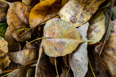 Dry pipal leaf on the ground, Thailand.