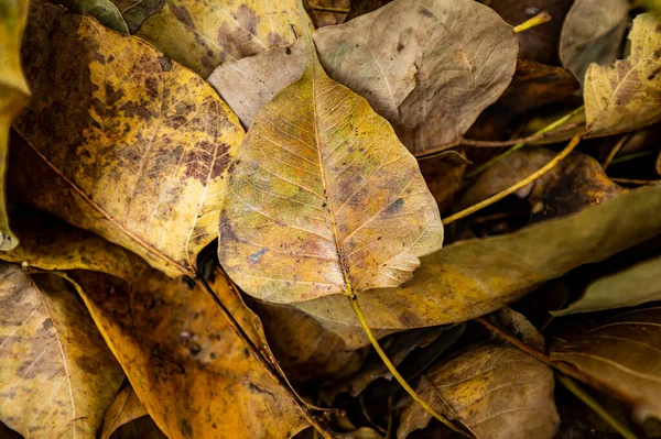 Dry pipal leaf on the ground, Thailand.