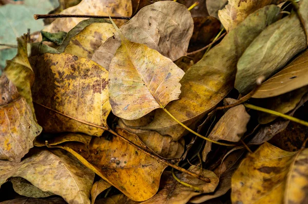 Dry pipal leaf on the ground, Thailand.