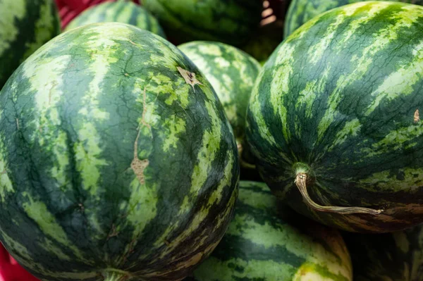 Group of green watermelon, Thailand.