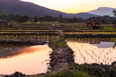 Rice field in Huay Tung Tao project, Chiang Mai province.