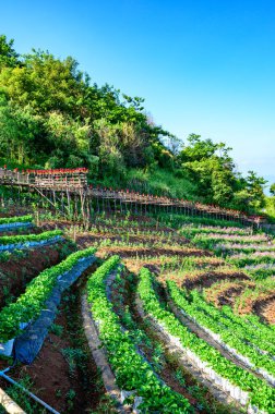 CHIANG MAI, THAILAND - November 25, 2019: Beautiful park with skywalk at Mon Cham, Chiang Mai province.