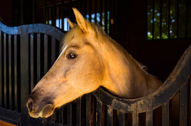 Kahverengi saat başı, Tayland..