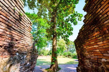 Archaeological site with teak tree in Chedi Luang temple, Chiang Rai province.