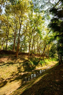 Teak tree with old moat around Pa Sak temple, Chiang Rai Province.