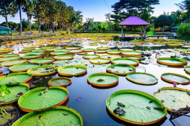Chiang Rai Eyaleti 'ndeki Victoria Waterlily Parkı, Tayland.