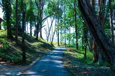 Doi Phu Kha Ulusal Parkı, Tayland.