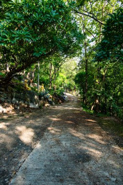 Small road with forest to Phrathat Chom Sin temple, Phayao province.
