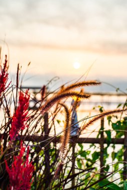 Grass flower with Kwan Phayao background, Thailand.