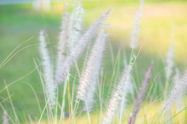 Doğal arka planı olan çim çiçeği, Tayland.