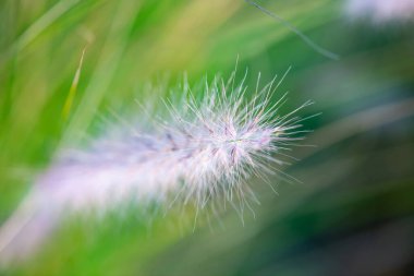 Doğal arka planı olan çim çiçeği, Tayland.