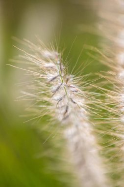 Doğal arka planı olan çim çiçeği, Tayland.