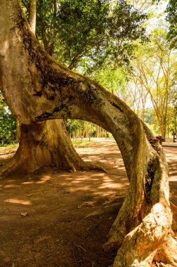 Amazing Sompong tree in Doi Phu Nang national park, Thailand.