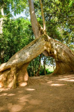 Amazing Sompong tree in Doi Phu Nang national park, Thailand.