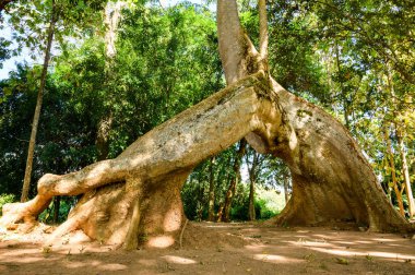Amazing Sompong tree in Doi Phu Nang national park, Thailand.