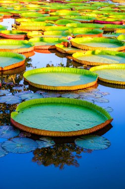 Chiang Rai Eyaleti 'ndeki Victoria Waterlily Parkı, Tayland.