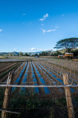 Agricultural field in Mueang Khong district of Chiangmai province, Thailand.