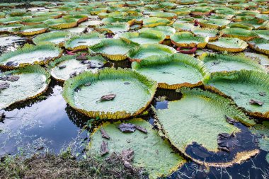 Victoria lily garden in Phan district of Chiang Rai province, Thailand.