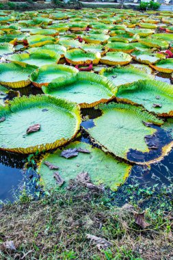 Victoria lily garden in Phan district of Chiang Rai province, Thailand.
