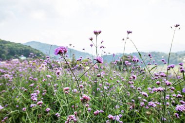 Verbena field at Doi Mon Cham, Thailand.
