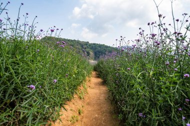 Verbena field at Doi Mon Cham, Thailand.