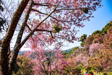 Beautiful Wild Himalayan Cherry Trees in Khun Changkhian Highland Agricultural Research and Training Station, Thailand.