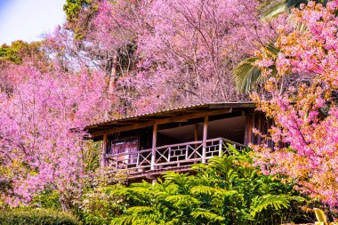 Beautiful Wild Himalayan Cherry Trees in Khun Changkhian Highland Agricultural Research and Training Station, Thailand.