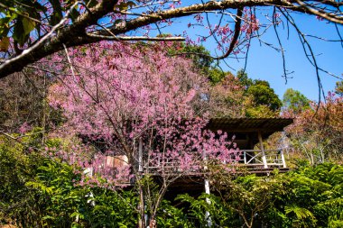 Beautiful Wild Himalayan Cherry Trees in Khun Changkhian Highland Agricultural Research and Training Station, Thailand.