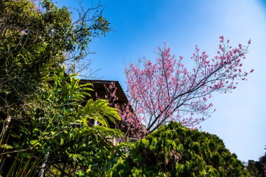 Beautiful Wild Himalayan Cherry Trees in Khun Changkhian Highland Agricultural Research and Training Station, Thailand.